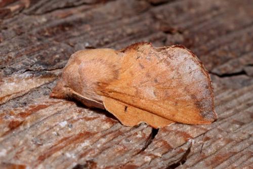 Réf. 203 347 : Phyllodesma tremulifolia